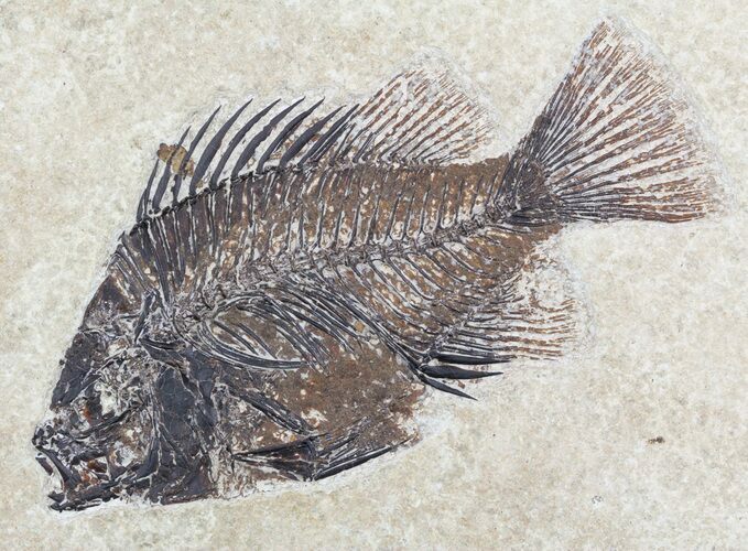 Cockerellites (Priscacara) Fossil Fish - Wyoming #52498